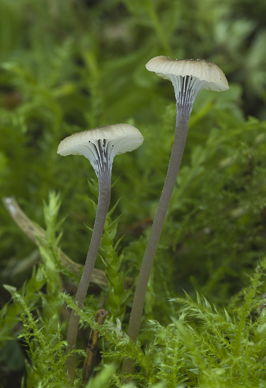 Rickenella swartzii